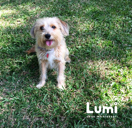 Lumi mascota